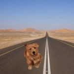 Lilly on the Road