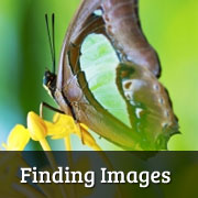 Finding Images